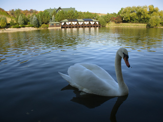 Test Image